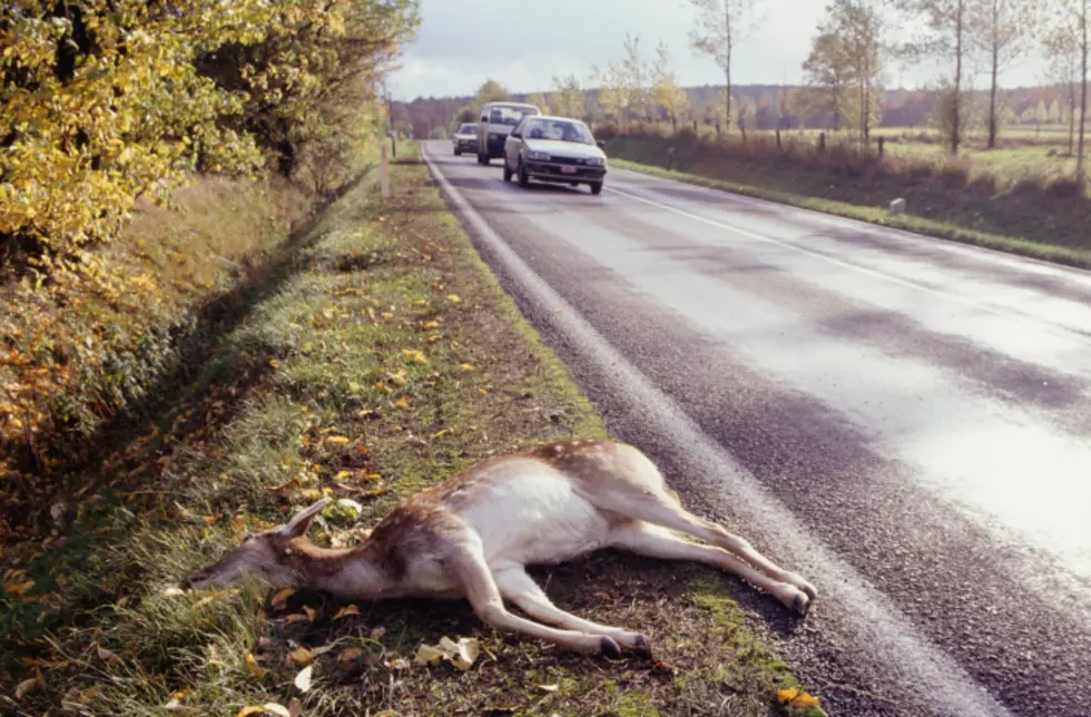 November is The Peak Month for Deer-Vehicle Crashes