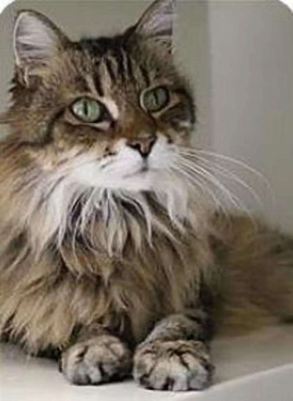 Animal Allies Pet of The Week is a Stunning Cat Named Jodi