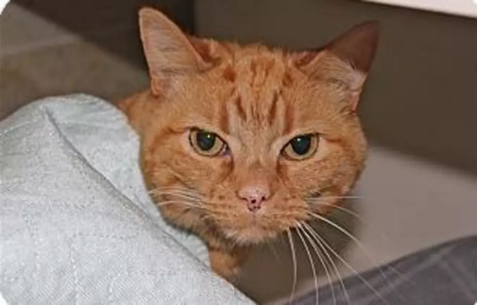 Animal Allies Pet of the Week is an Affectionate Cat Named Butterscotch