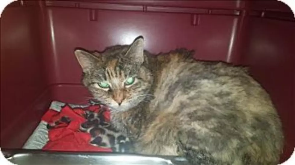 Animal Allies Pet of the Week Cindy Lou-Who