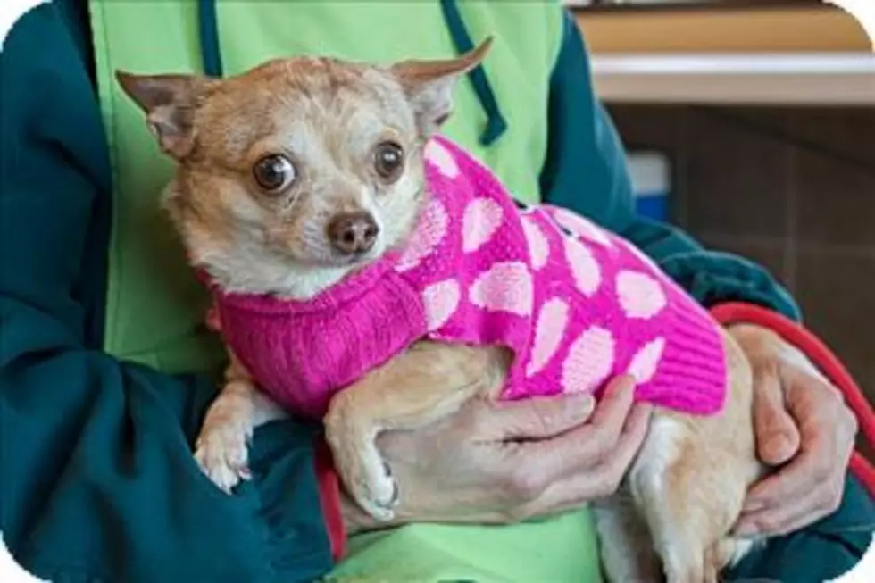 Animal Allies Pet of the Week is an Adorable Little Dog Named Coco
