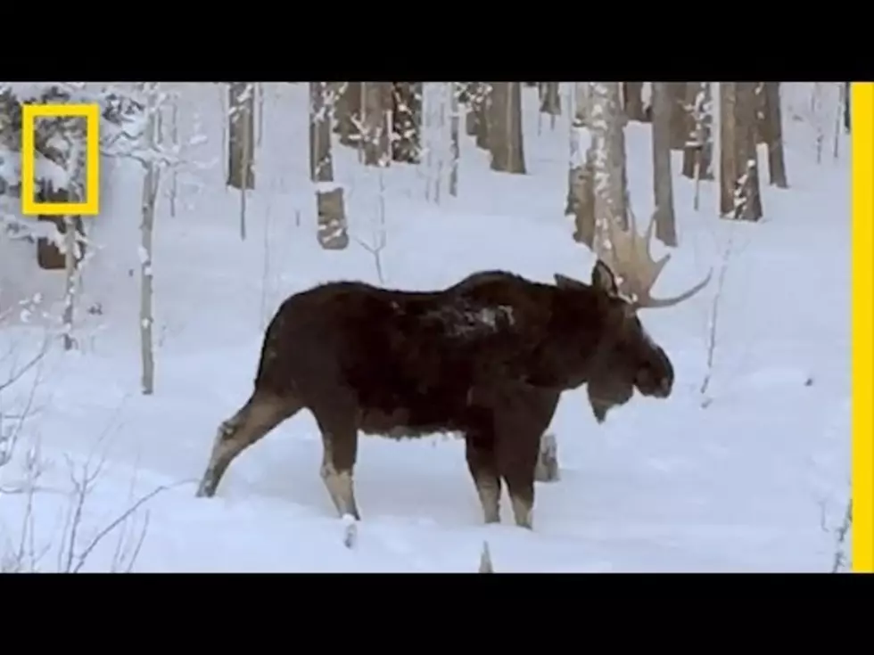 Rare Sight is Caught on Camera of a Moose Losing an Antler [VIDEO]