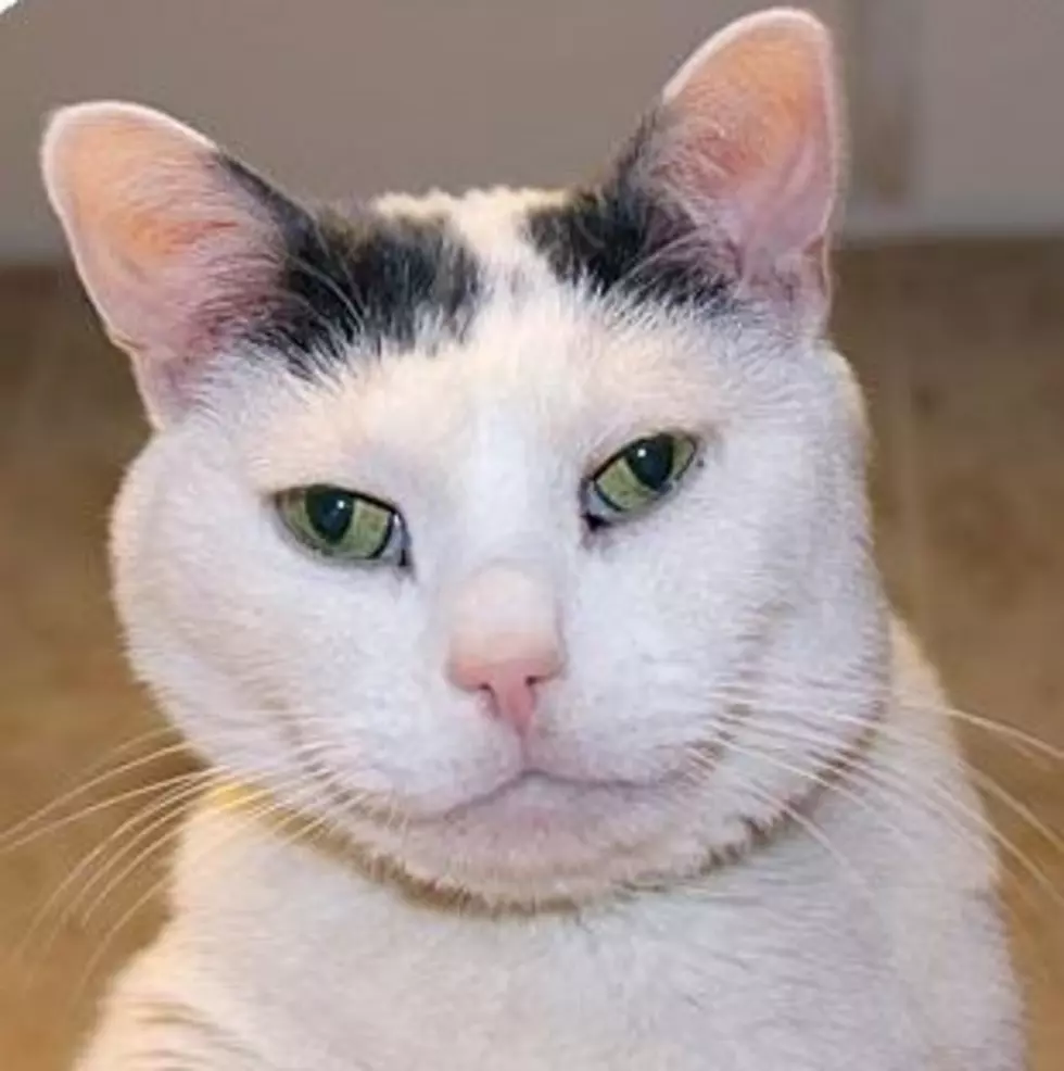 Animal Allies Pets of the Week are Two Beautiful Bonded Cats who are B.F.F.&#8217;s
