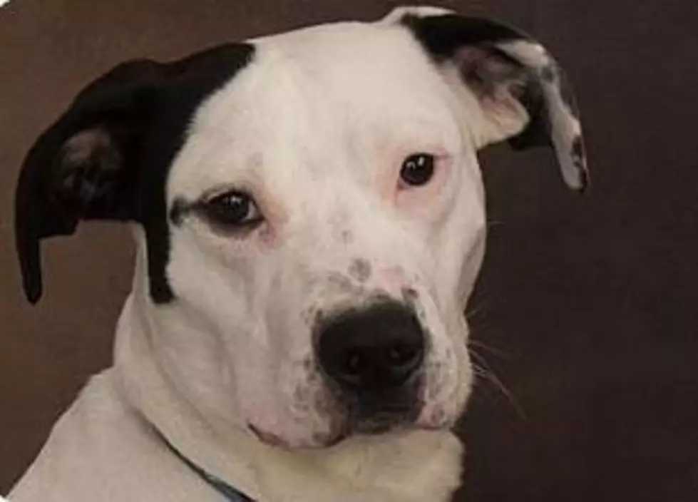Animal Allies Pet of the Week is a Beautiful Dog Named Monty