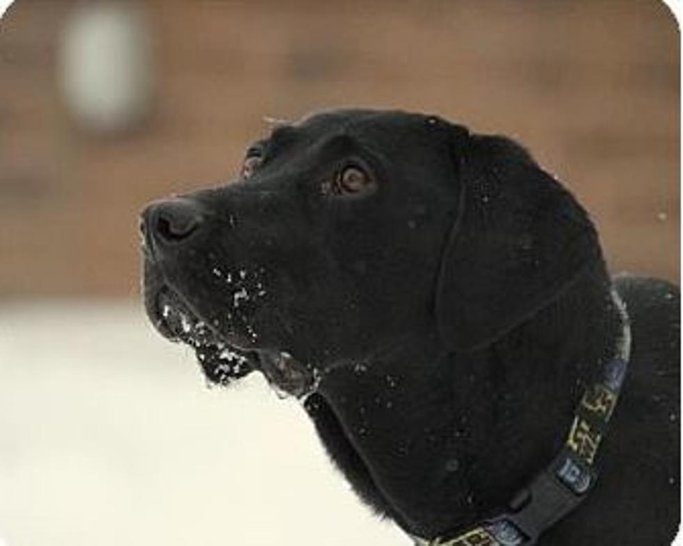 Animal Allies Pet of the Week are Two Labradors Tessa and Smokey, that are B.F.F.’s