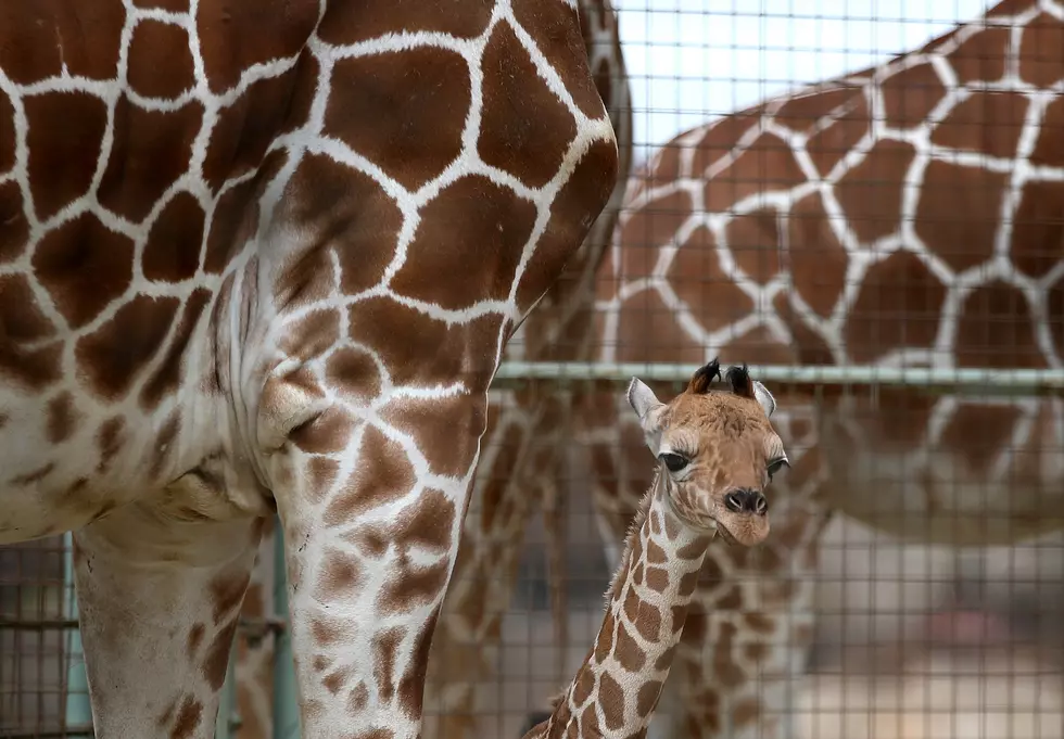 Jeanne Reacts to Giraffe Birth