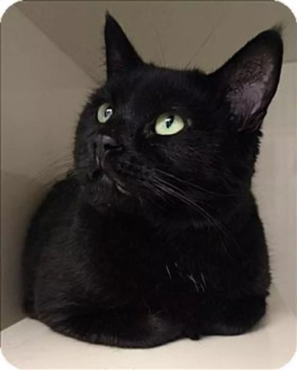 Animal Allies Pet of the Week is Beautiful Black Cat Named “Inky”