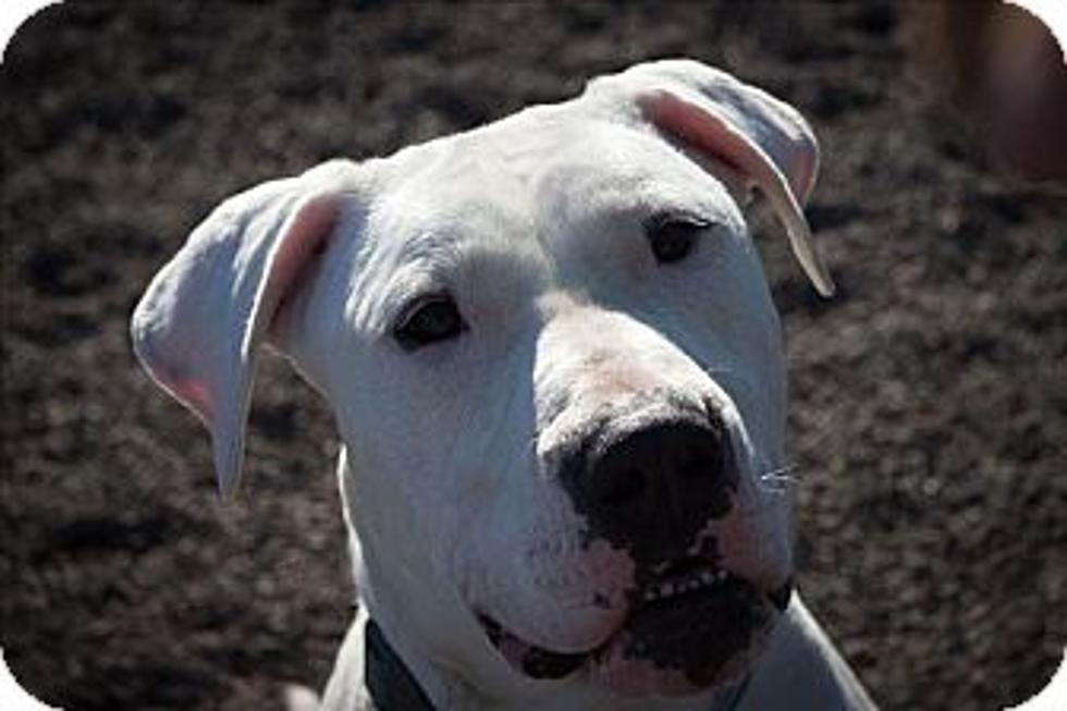 Animal Allies Pet of the Week is a Beautiful White Dogo Argentino/American Bulldog Mix Named Daisy