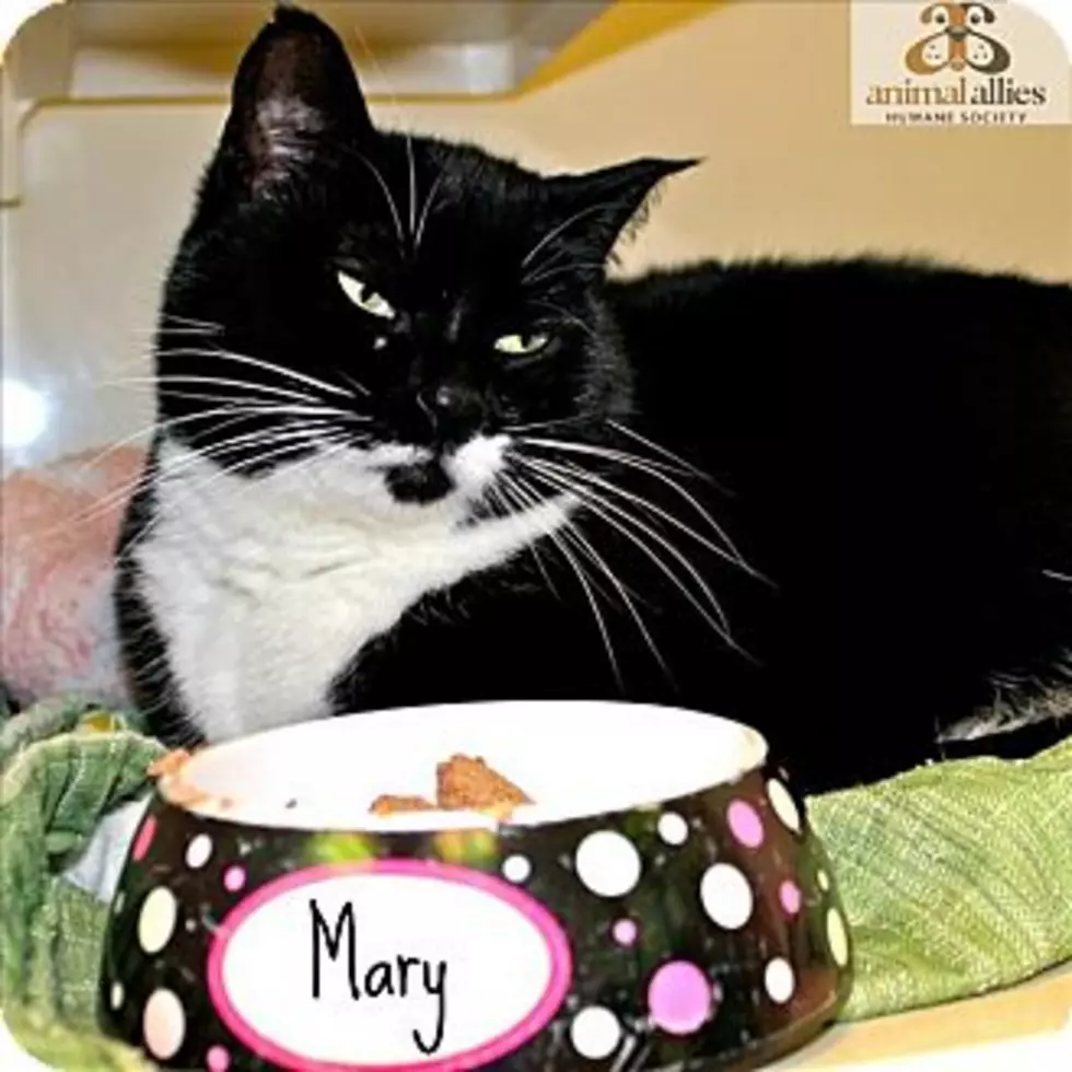Animal Allies Pet of the Week is a Tuxedo Cat Named Mary