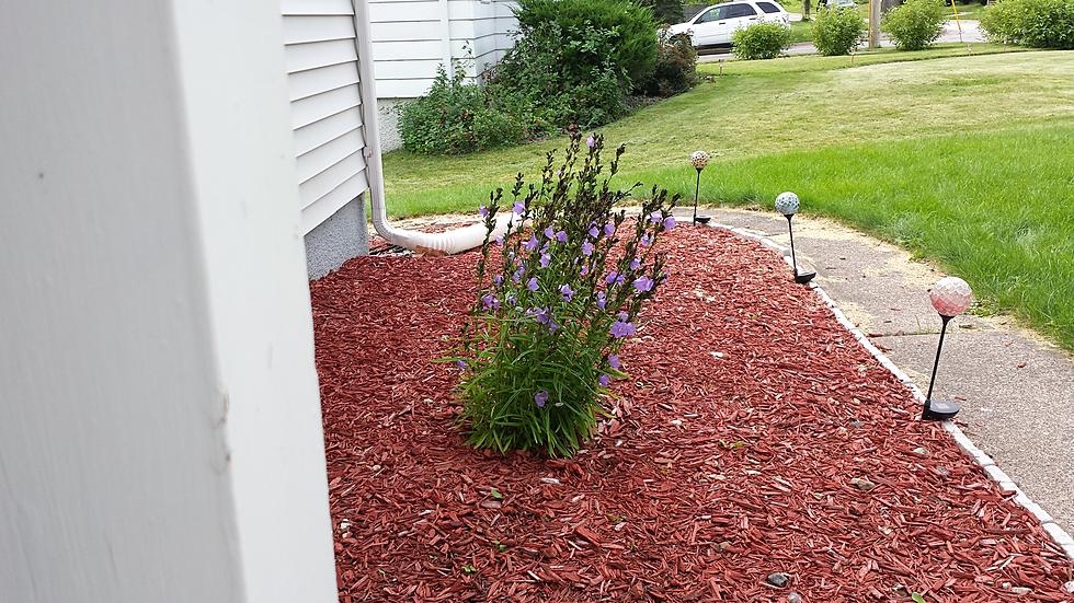 Jeanne Ryan’s Landscaping Fail, to Plant or Not to Plant That is the Question?