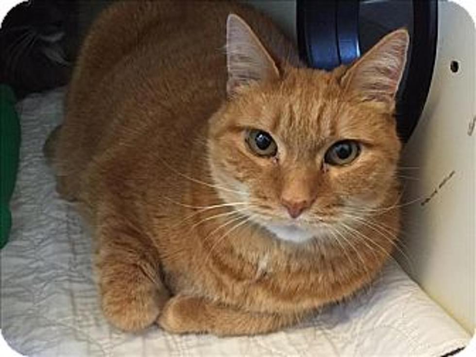 The Animal Allies Pet’s of the Week is a Bonded Pair of Male Cats, Rusty and Joe