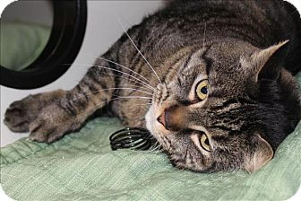 Animal Allies Pet of the Week is a Handsome Tabby Named Hadley