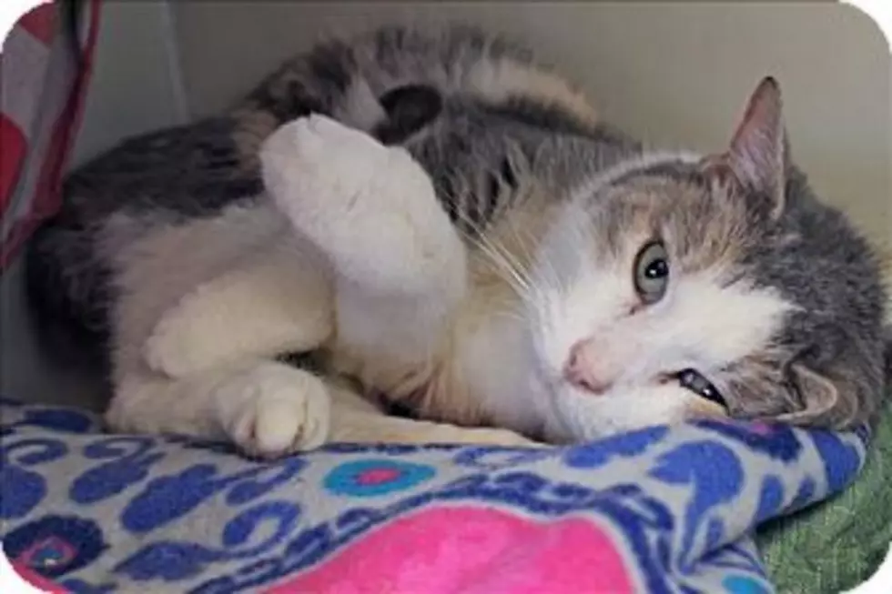Animal Allies Pet of the Week is a Senior Cat Named Daisy