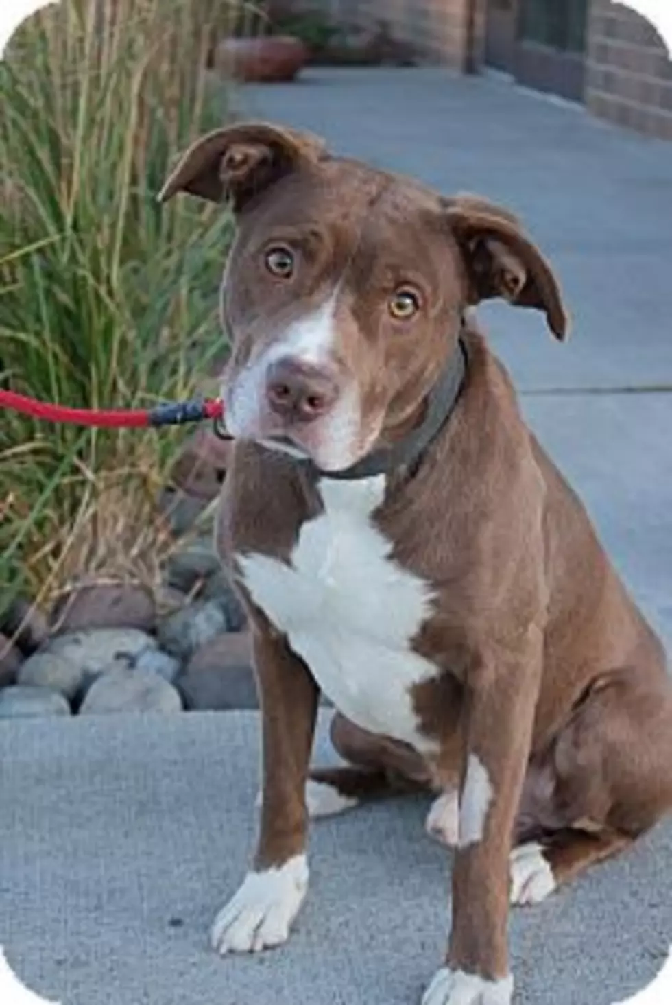 Animal Allies Pet of the Week is a Beautiful Dog Named Mickey