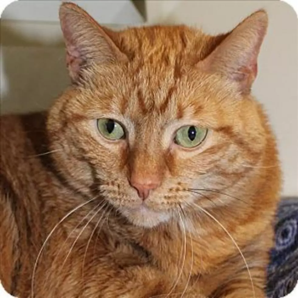 Animal Allies Pet of the Week is an Awesome Cat Named Snacks
