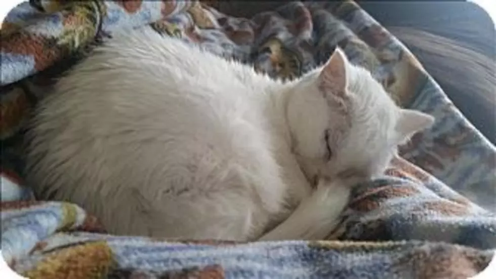 Animal Allies Pet of the Week is a Gorgeous All White Cat Named Snowball