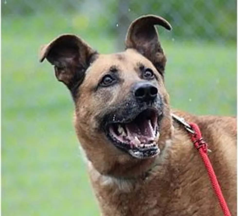 Animal Allies Pet of the Week is a Cool Dog Named Chester