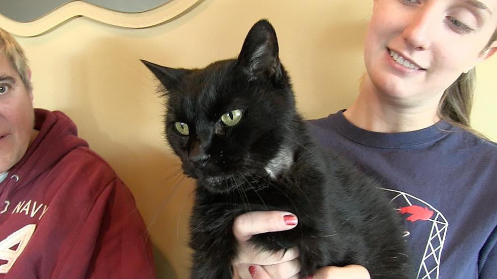Animal Allies Pet of the Week Success Story, Midnight Got Adopted! [VIDEO]