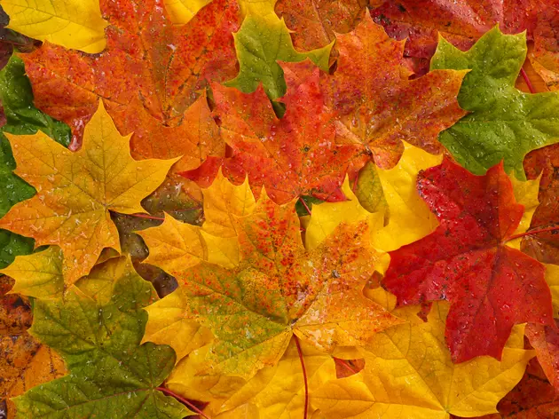 The City of Superior Will Pick Up Your Bagged Leaves Starting November 1st