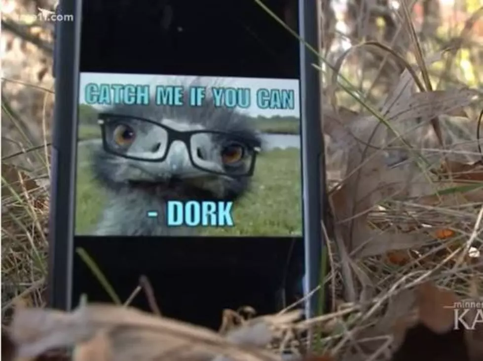 A Pet Emu Named “Dork” on the Run Since April, is Now a Local Celebrity [VIDEO]