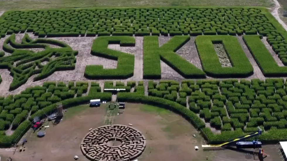 Minnesota’s Largest Corn Maze Features The VIkings This Year
