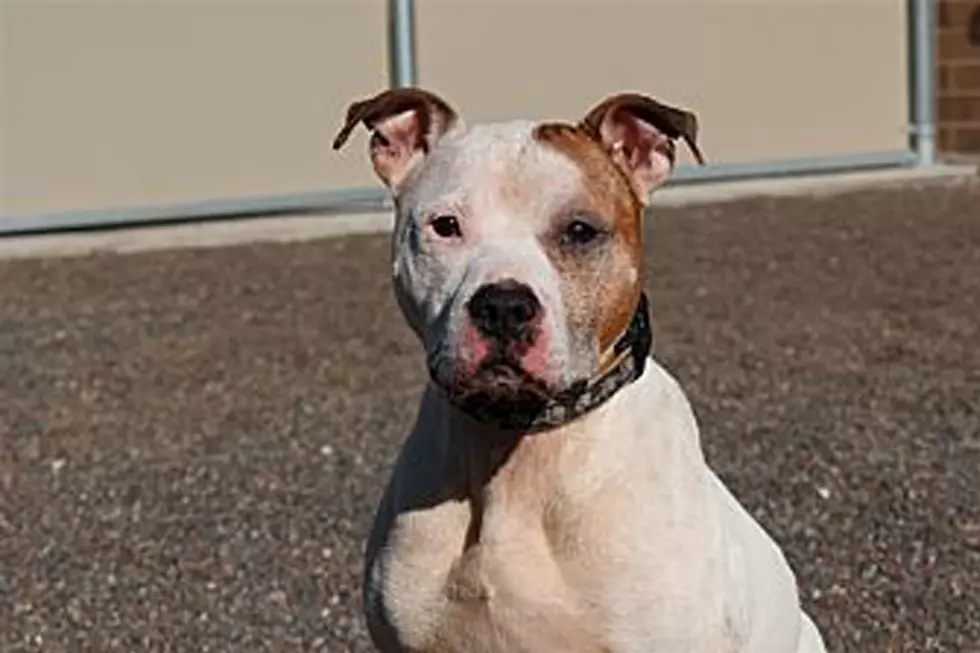Animal Allies Pet of the Week is a Lovable Dog Named Zeke