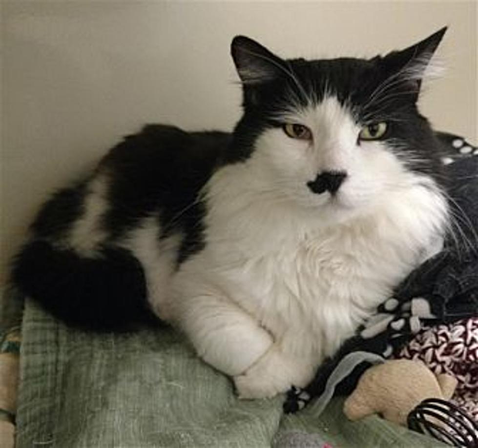 Chaplin is One Cool Cat With Unusual Markings, and is  Animal Allies Pet of the Week