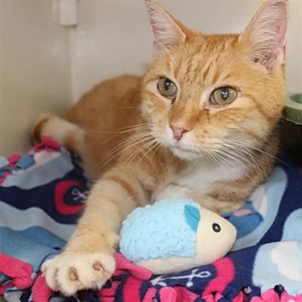 Harley the Cat is the Animal Allies Pet of The Week