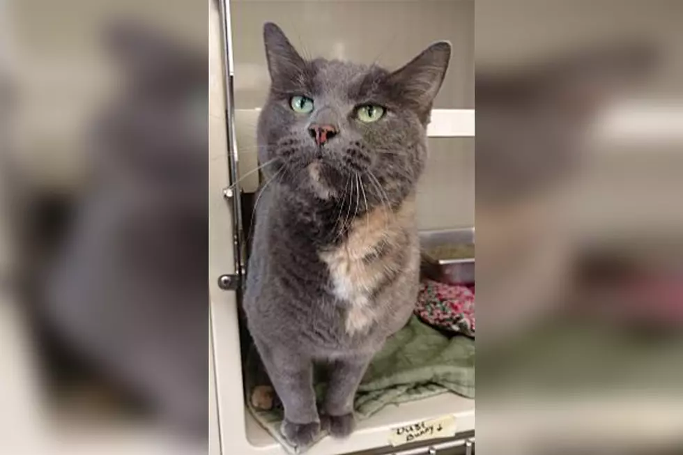 Animal Allies Pet of the Week is a Lovable Cat Named Trix