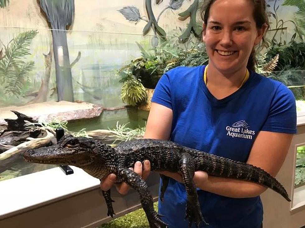 Great Lakes Aquarium Is Now Home To Three American Alligators