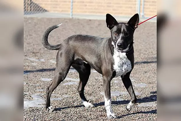 Animal Allies Pet of the Week is an Energetic Young Dog Named P.K.