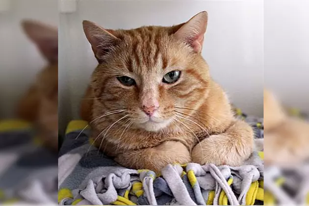 The Animal Allies Pet of the Week is a Sophisticated Cat Named Mr. Tibbles