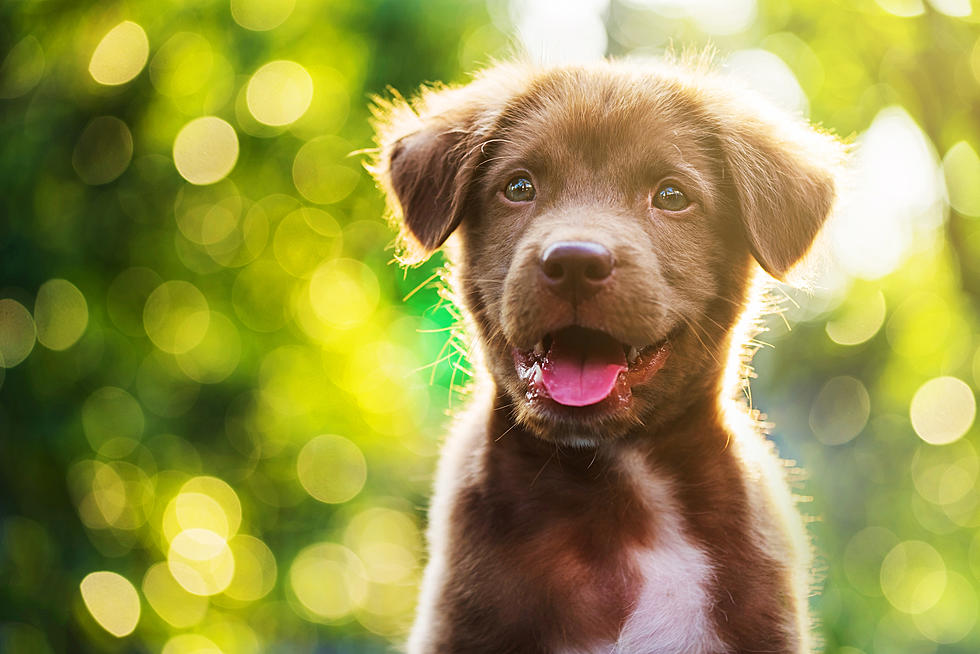 Seventeen Puppies in Need of Forever Homes, Expected to Arrive at Douglas County Humane Society