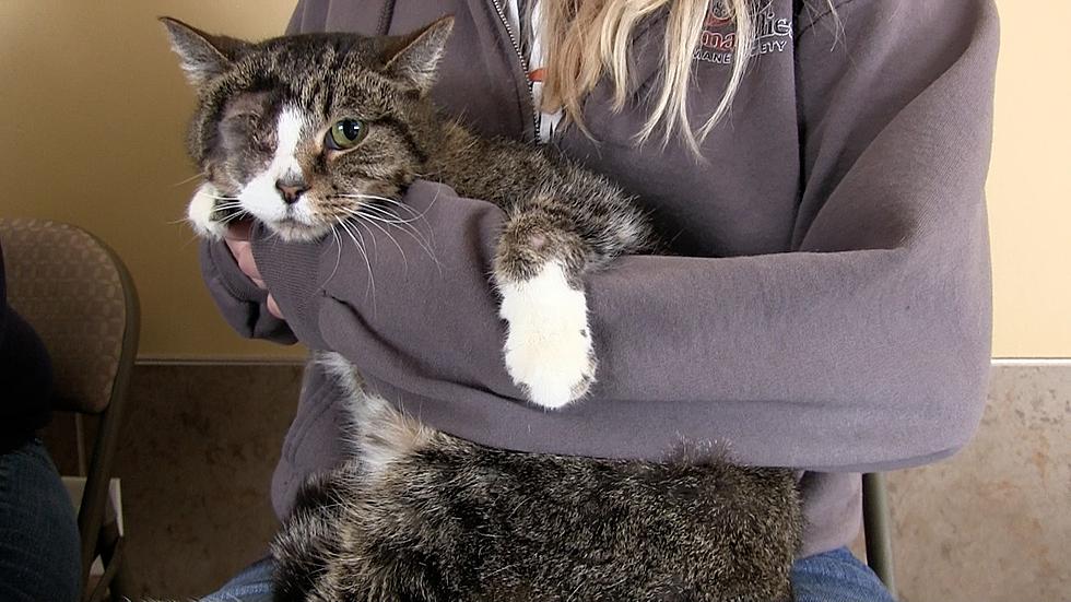 Animal Allies Pet of the Week is a Super Snuggly Cat Named Miss Kitty [VIDEO]