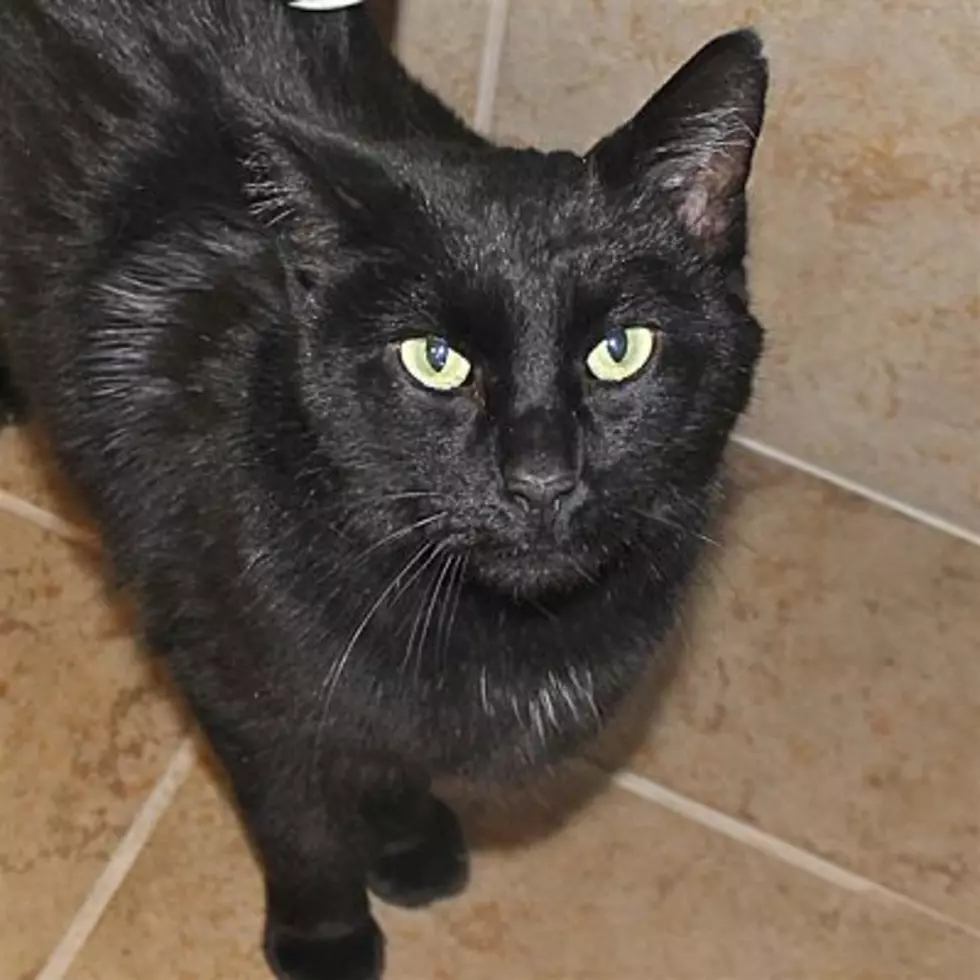 Animal Allies Pet of the Week is a Bonded Pair of Black Cats, Eartha and Lucky