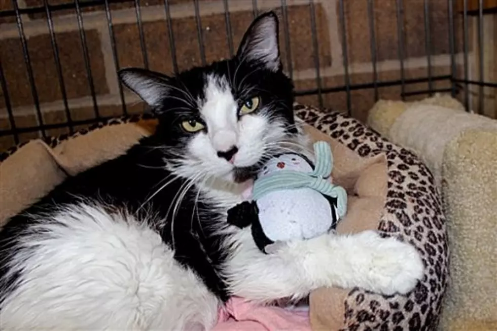 Animal Allies Pet of the Week is a Very Special Cat Named Julie