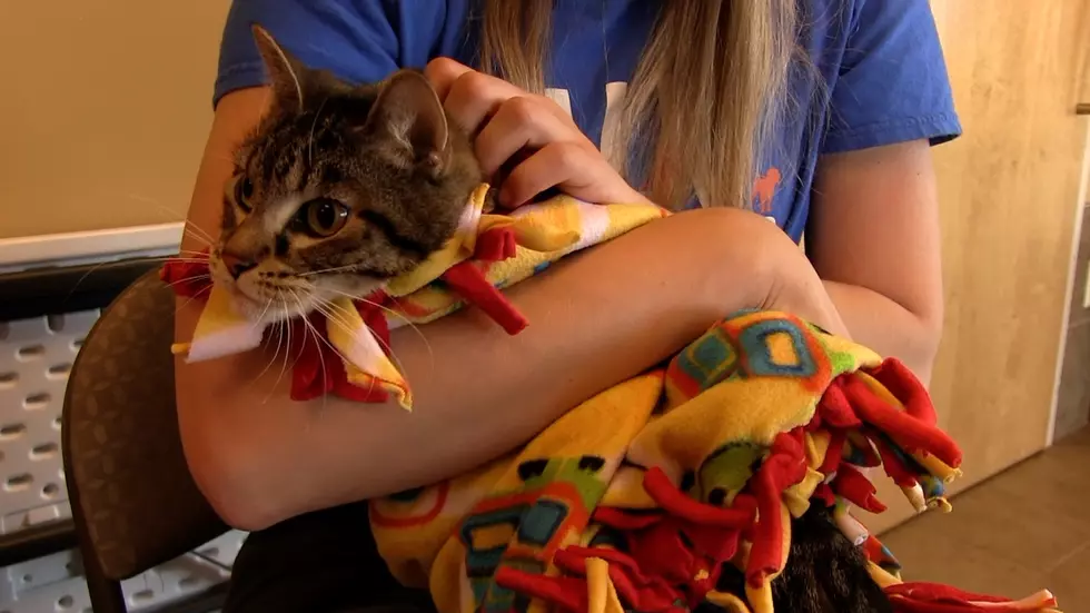 The Animal Allies Pet of the Week is a Beautiful Shy Cat Named Babushka [VIDEO]