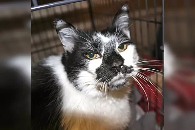 Animal Allies Pet of the Week is a Cat Named &#8220;Moo&#8221;