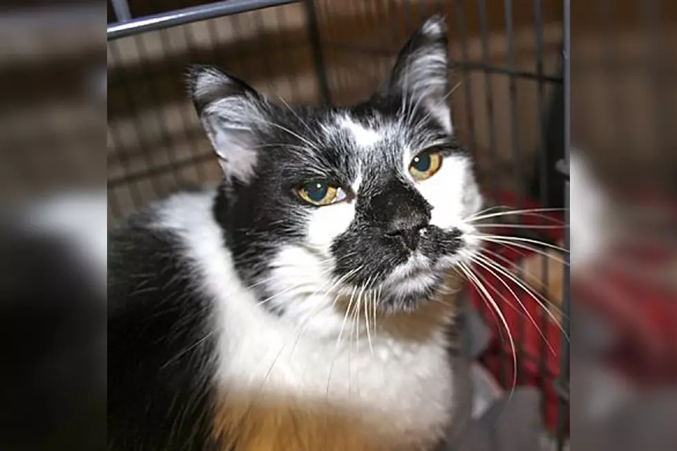 Animal Allies Pet of the Week is a Cat Named “Moo”