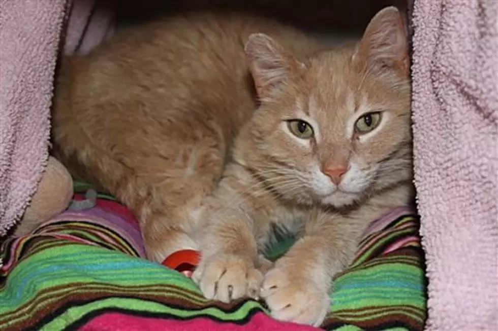 The Animal Allies Pet of the Week is a Cool Cat Named Phillips