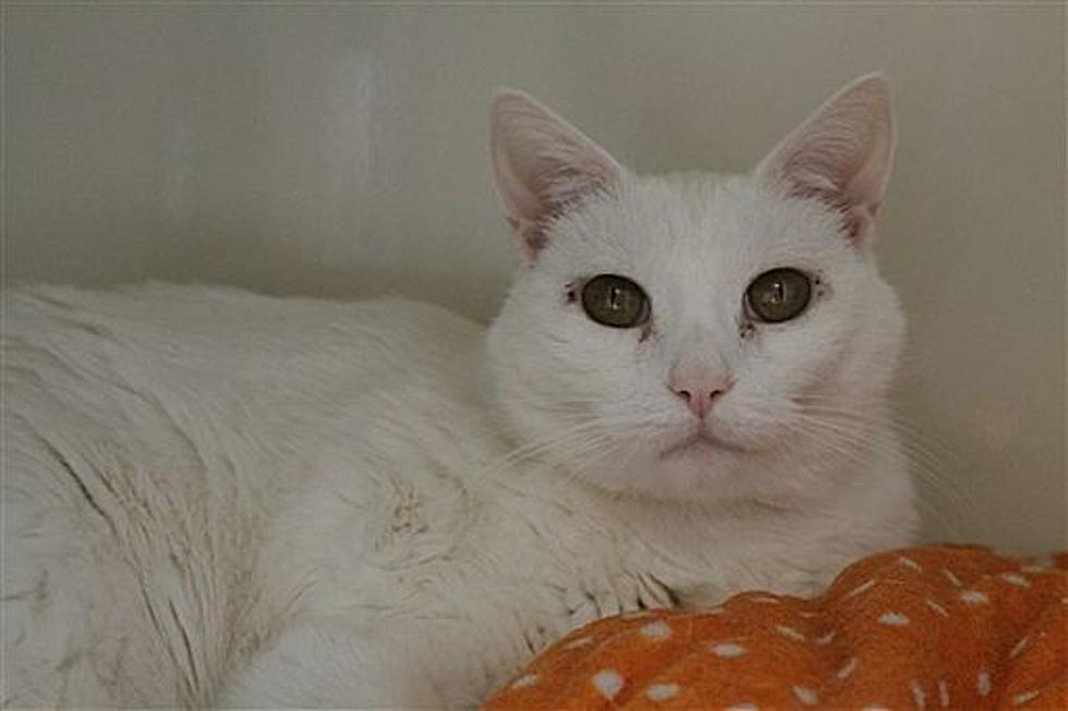 Animal Allies Pet of the Week is a Beautiful Cat Named Winter