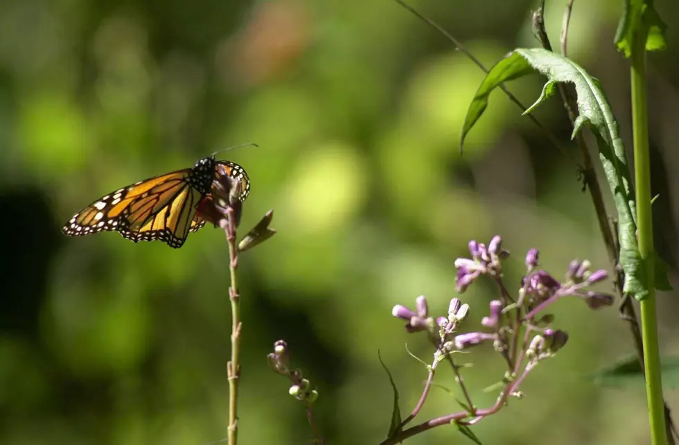 Volunteers Planted New Monarch Habitat Along the Lakewalk [VIDEO]