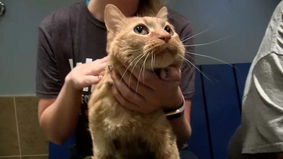 Animal Allies Pet of the Week is a Sweet Senior Cat Named Lily