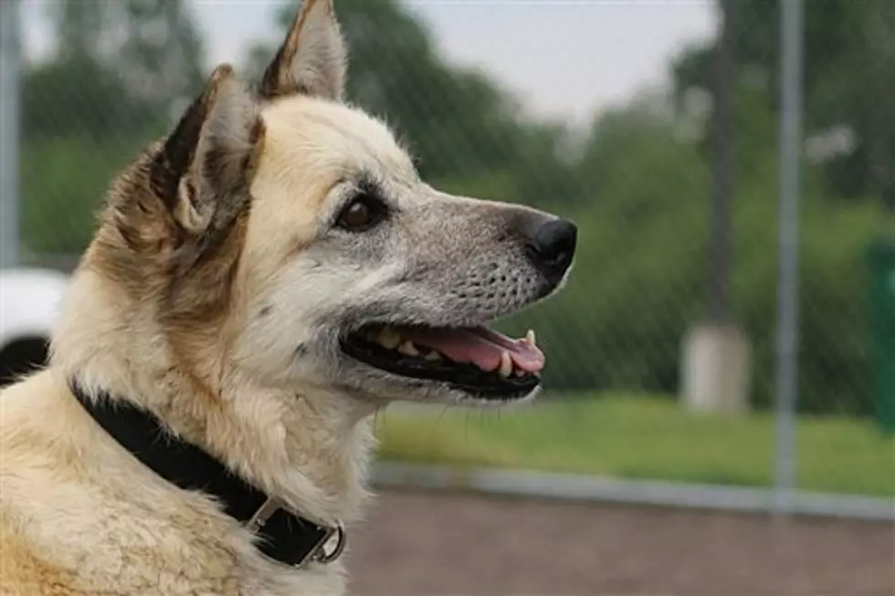 Animal Allies Pet of the Week is a Super Sweet Dog Named Anastasia [VIDEO]