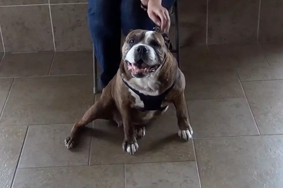 Animal Allies Pet of the Week Is A Sweet Older Dog Named Bernice [VIDEO]