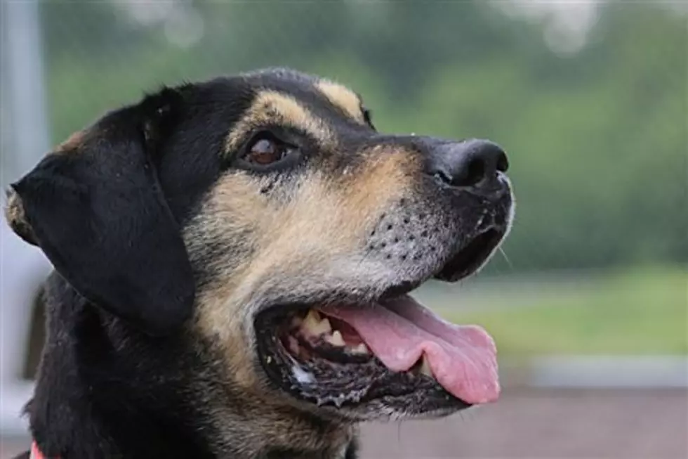 Animal Allies Pet of the Week Is A Senior dog Named Trogger
