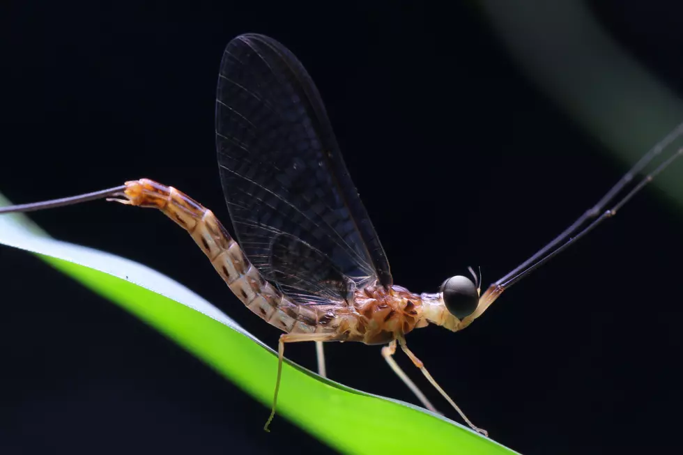 Thousands of Mayflies Swarm Gas Station in West Duluth [VIDEO]