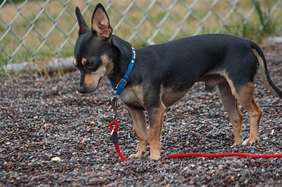 Animal Allies Pets of the Week Are a Bonded Pair of Chihuahua Mix Dogs Named Heath and Natalie