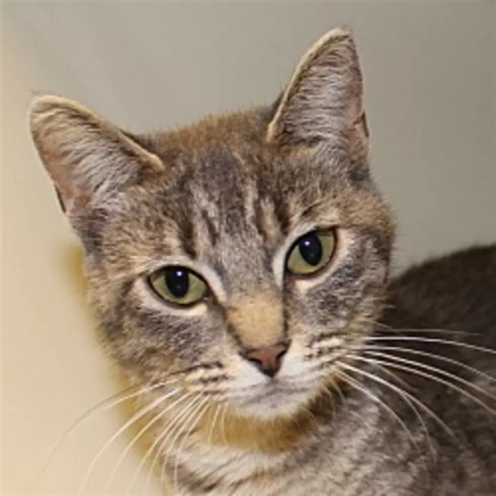 Animal Allies Pet of the Week Is A cat Named Astrid