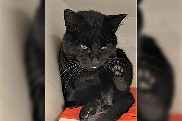 Animal Allies Pet of the Week is a Gorgeous Black Cat Named Thackery Binx